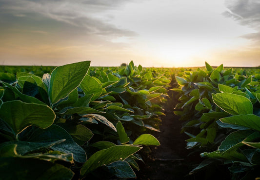 What are nicotine pouches?